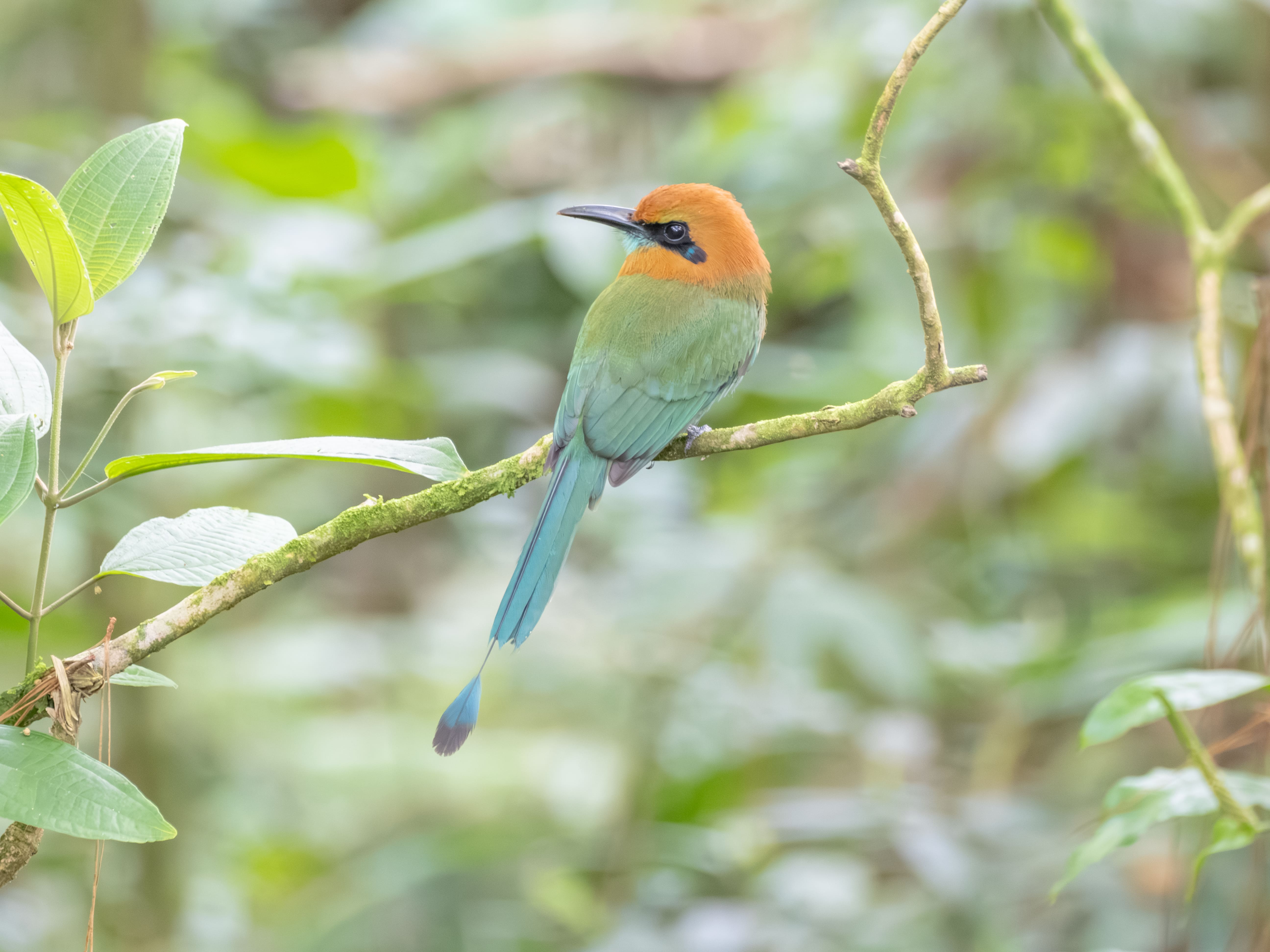 Photo from 8-Day Intensive Birding Exploration of Costa Rica safari tour